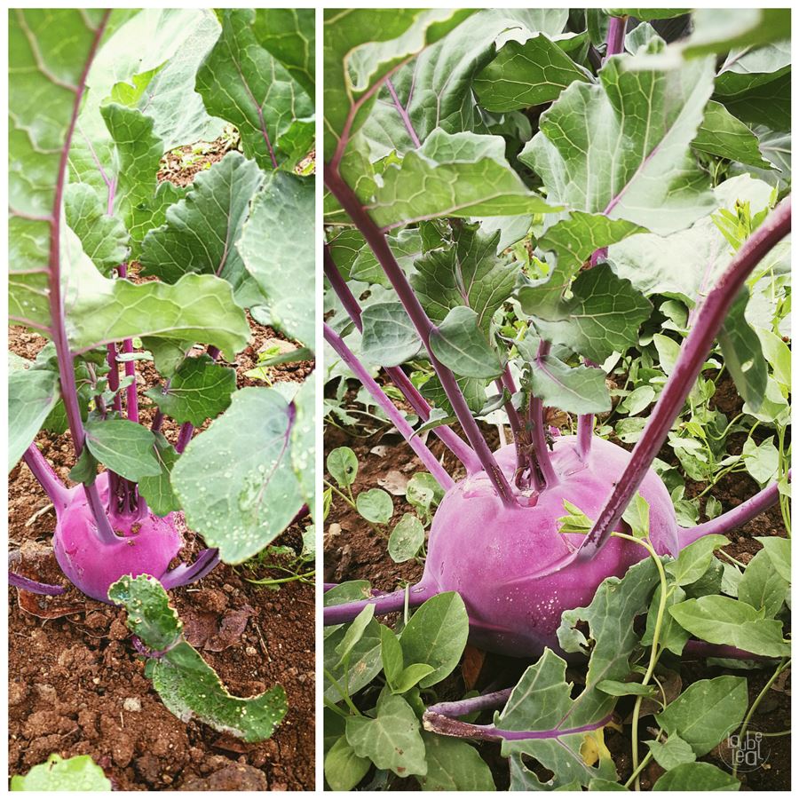 Puré de colinabo y otras delicias